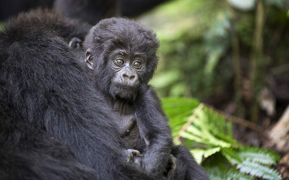 4-Day Bwindi Gorilla Trekking Tour