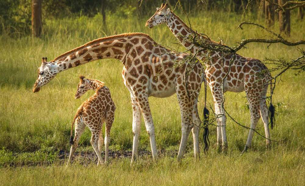 4-Day Amazing Wildlife Safari in Uganda