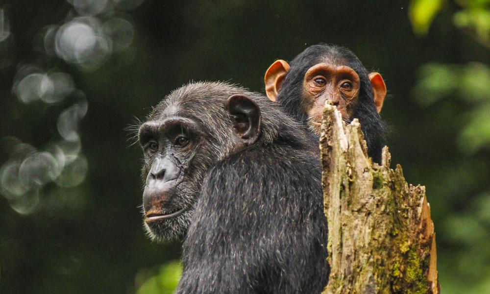 6-Day Best of Rwanda Mid-Range Safari