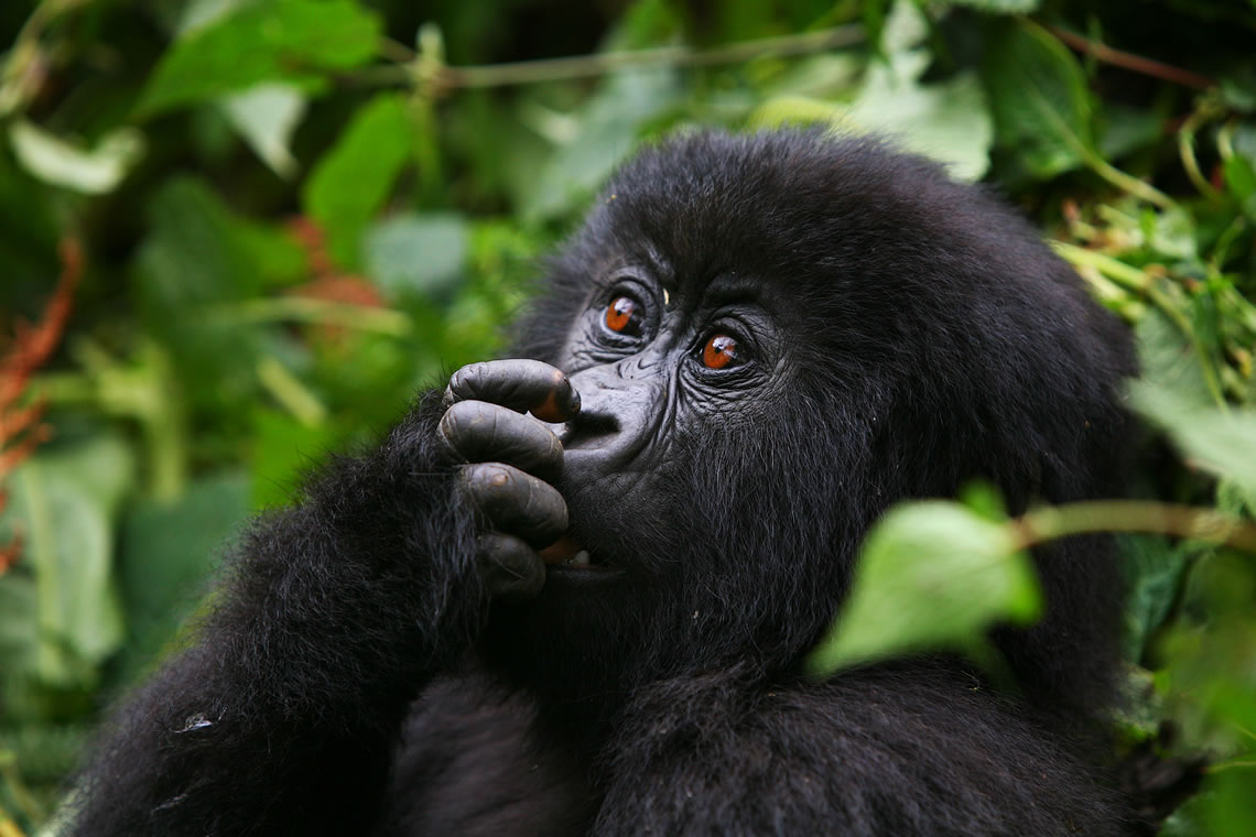 2-Day Gorilla Trekking Safari Uganda