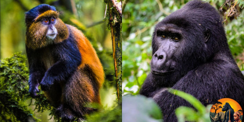 3-Day Gorilla Trekking Uganda & Golden Monkeys in Rwanda