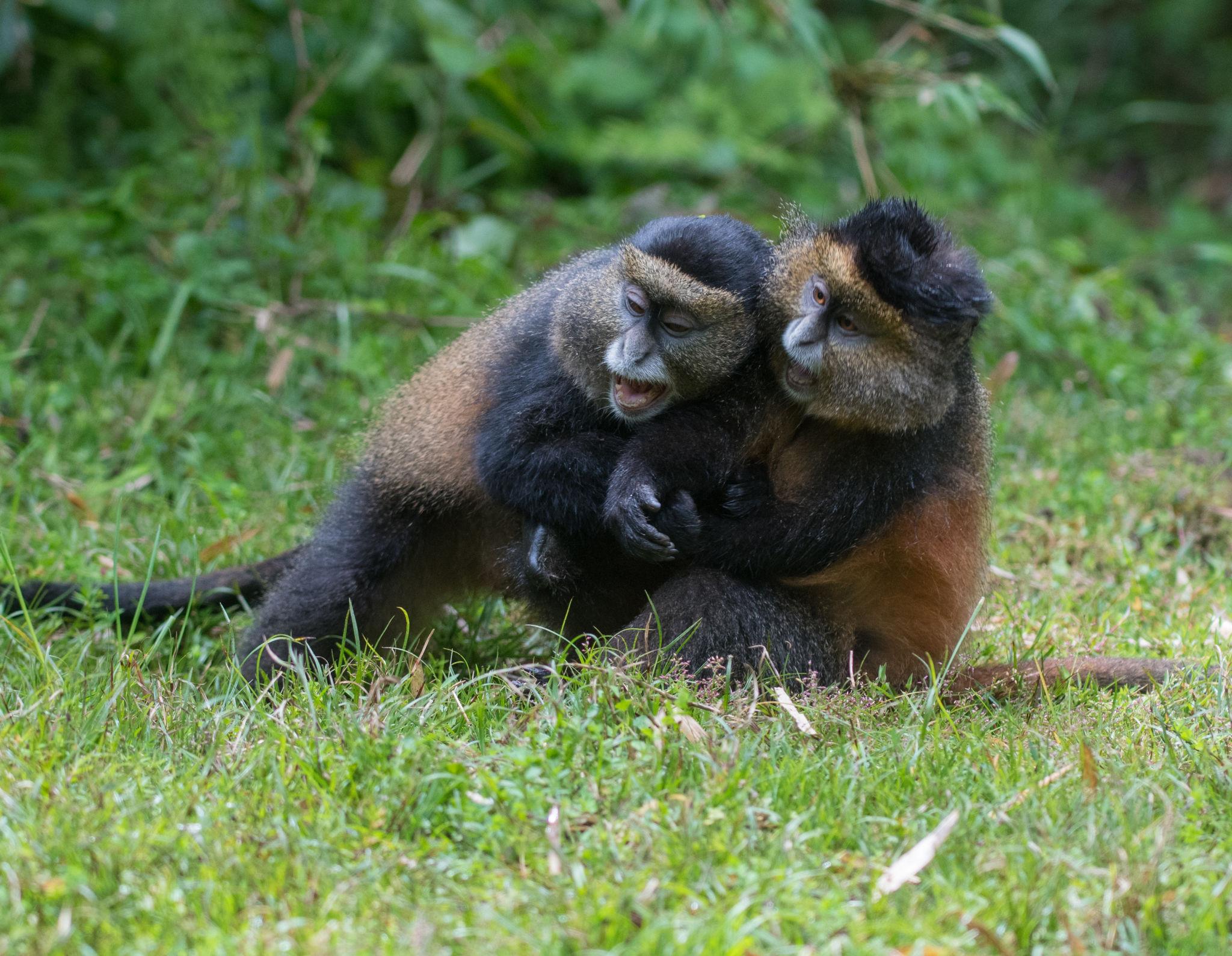 5-Day Rwanda Double Gorilla Visit & Golden Monkeys Trip