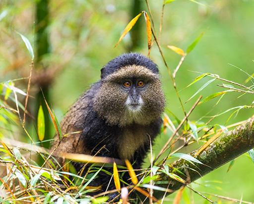 3-Day Rwanda Mountain Gorillas and Golden Monkeys Tour